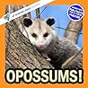 Opossums!: A My Incredible World Picture Book for Children (My Incredible World: Nature and Animal Picture Books for Children)
