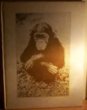 The love of monkeys and apes (Hardcover)