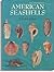 Seashells