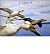 [(Earthflight )] [Author: John Downer] [Dec-2011]