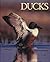 Ducks