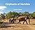 Elephants of Namibia