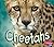 Cheetahs (African Animals)