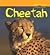 Cheetah by Rod Theodorou