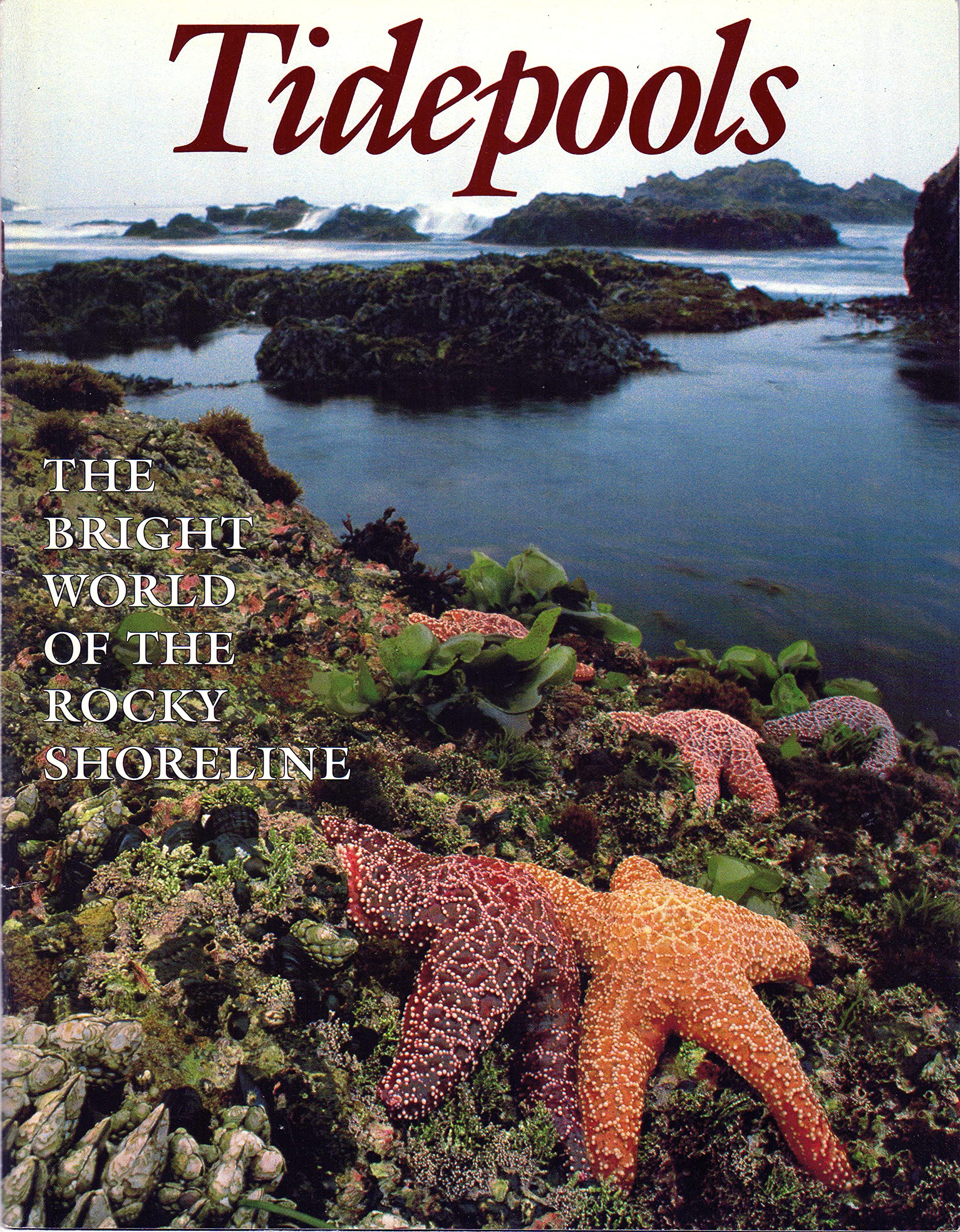 Tidepools (Paperback)