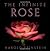 The Infinite Rose by Harold Feinstein (2004-01-14)