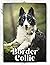 Border Collie: Dog breed ov...