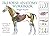 The Horse Anatomy Workbook ...