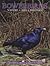 Bowerbirds by Clifford B. Frith