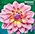 Dahlias
