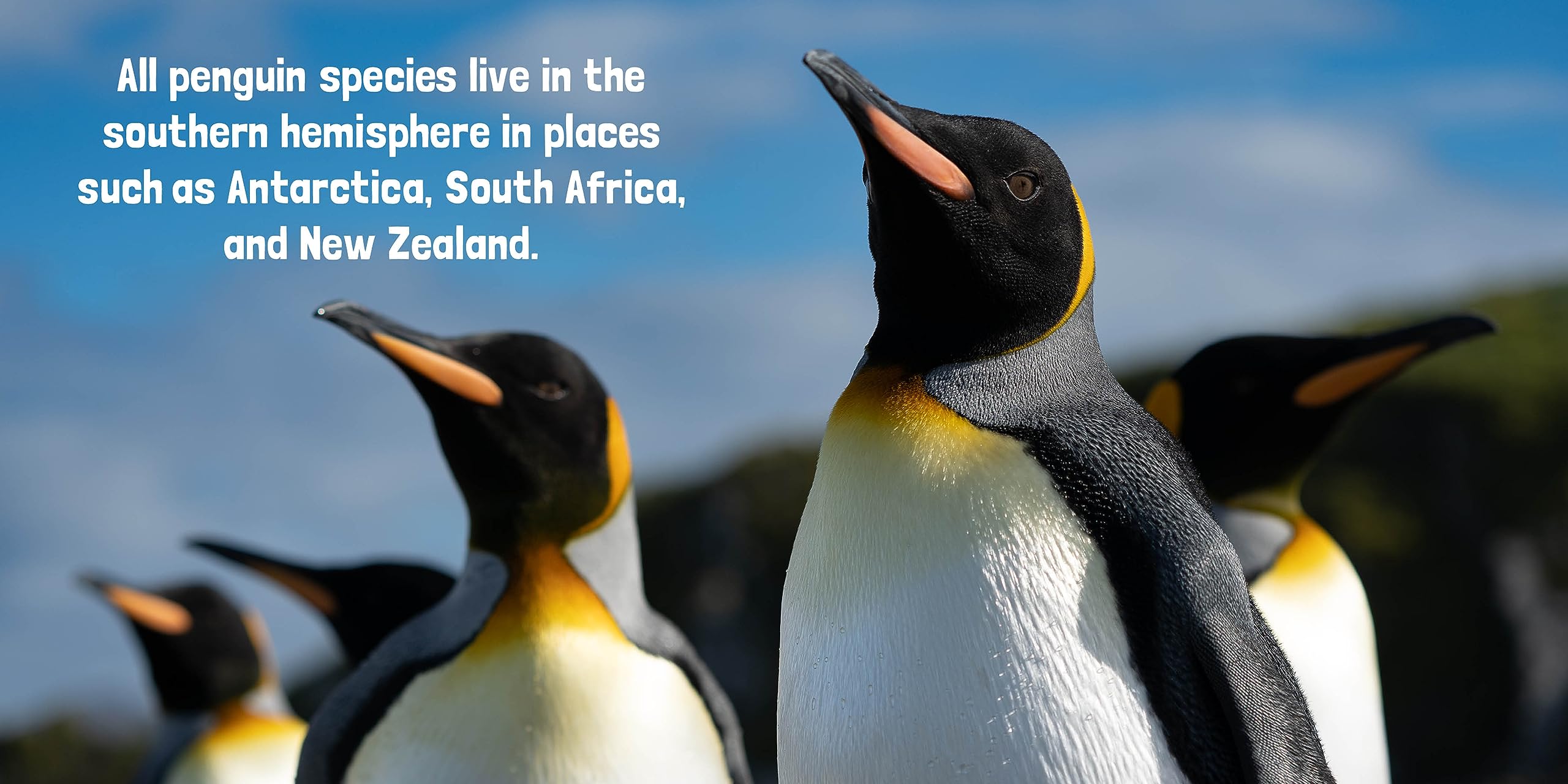 Penguin Parade (Animal Lovers)