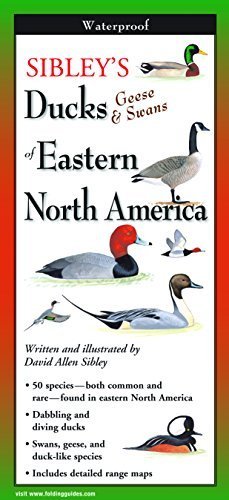 Sibley's Ducks, Geese, and Swans of Eastern North America (Foldingguides) by David Allen Sibley (2005-01-31)