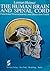 The Human Brain and Spinal Cord