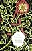The Scarlet Letter (Modern Library) by Nathaniel Hawthorne (2000-05-10)