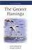 The Greater Flamingo