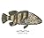Just Reef Fish by Declan Murray