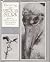 Discovering the American stork