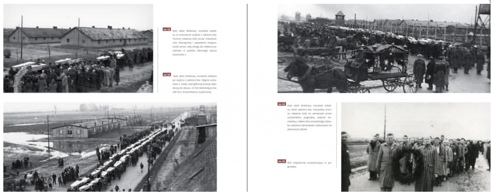 Auschwitz After Liberation (Hardcover)