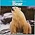Bear (Animals in the Wild)