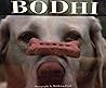 Bodhi: The All American Lodge Dog Bodhi: The All American Lodge Dog