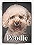 Poodle: Dog Breed guide
