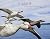 Earthflight First Printing edition by Downer, John (2011) Hardcover