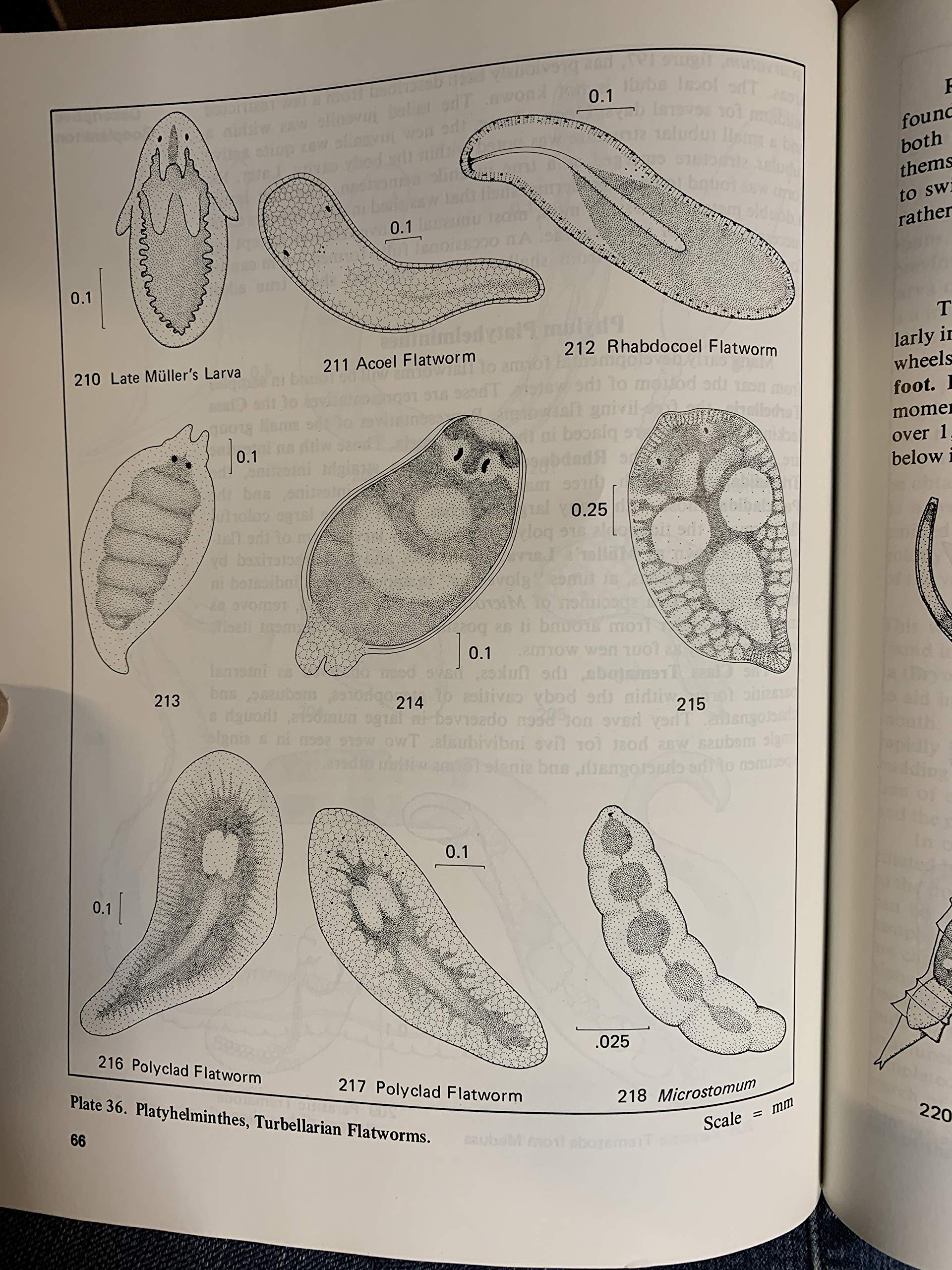 A Guide to Marine Coastal Plankton and Marine Invertebrate Larvae (Paperback)