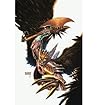 [(Savage Hawkman: Darkness Rising Volume 1 )] [Author: Philip Tan] [Nov-2012]