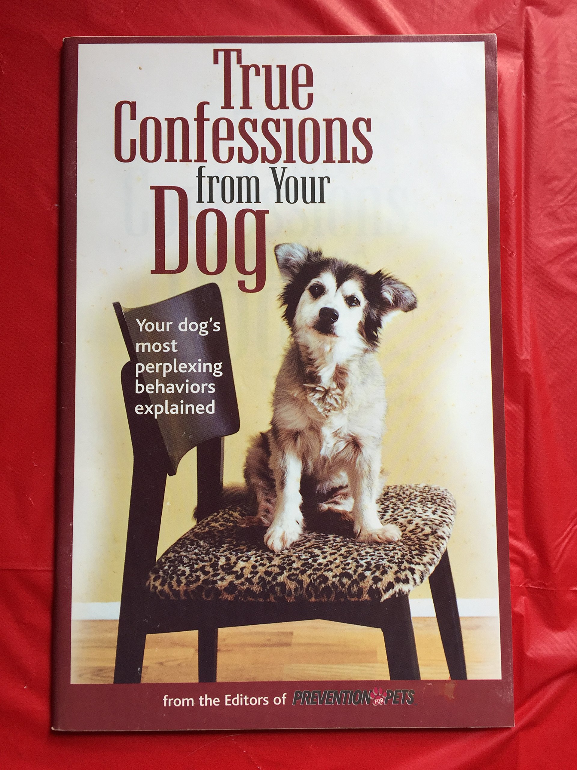 True Confessions from Your Cat (Paperback)