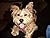 A dog named Dinks by Leah Lyrae Gary