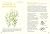 Mini-guide des plantes qui soignent