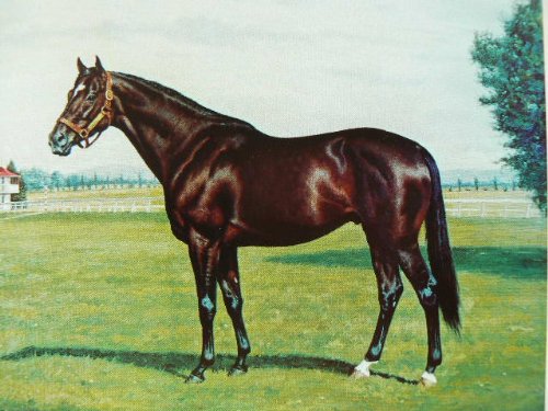 Thoroughbreds I Have Known (Hardcover)