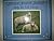 SHEEP, SHEEP, SHEEP, Help Me Fall Asleep