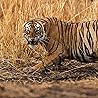 Hamir: The Fallen Prince of Ranthambore