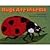 Bugs Are Insects by Rockwell, Anne [HarperCollins, 2001] Paperback [Paperback]