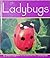 Ladybugs (Insects)