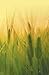 Agricultural Microbiology by Harsha Sharma