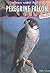 Peregrine Falcon (Animals Under Threat)