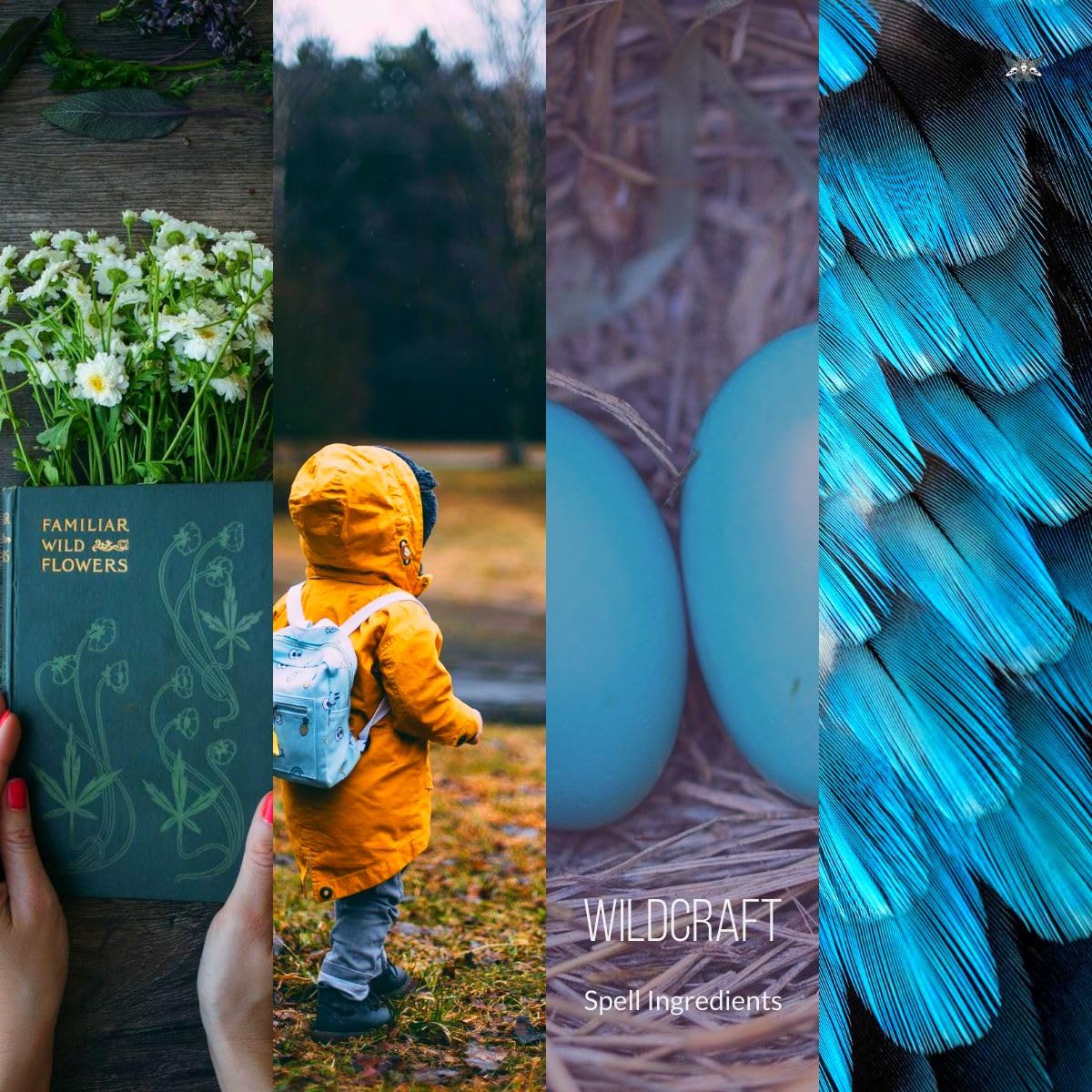 Wildcraft: Traditional Witchcraft (Hekate's Finishing School Core Curriculum Book 9)