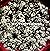 Mycogenous