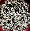 Mycogenous