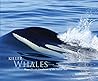 Killer whales: Magnificent Creatures of the Salish Sea