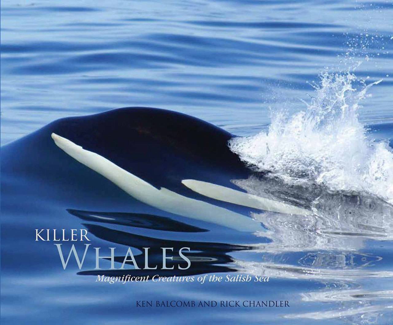 Killer whales: Magnificent Creatures of the Salish Sea