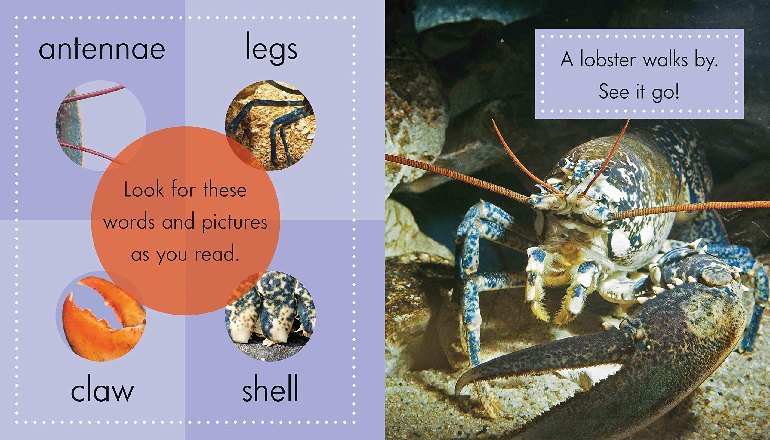 Lobsters (Spot Ocean Animals)