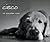 cisco - the gentleman years
