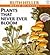 Plants That Never Ever Bloom