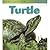 Life Cycle of a Turtle (Heinemann First Library)