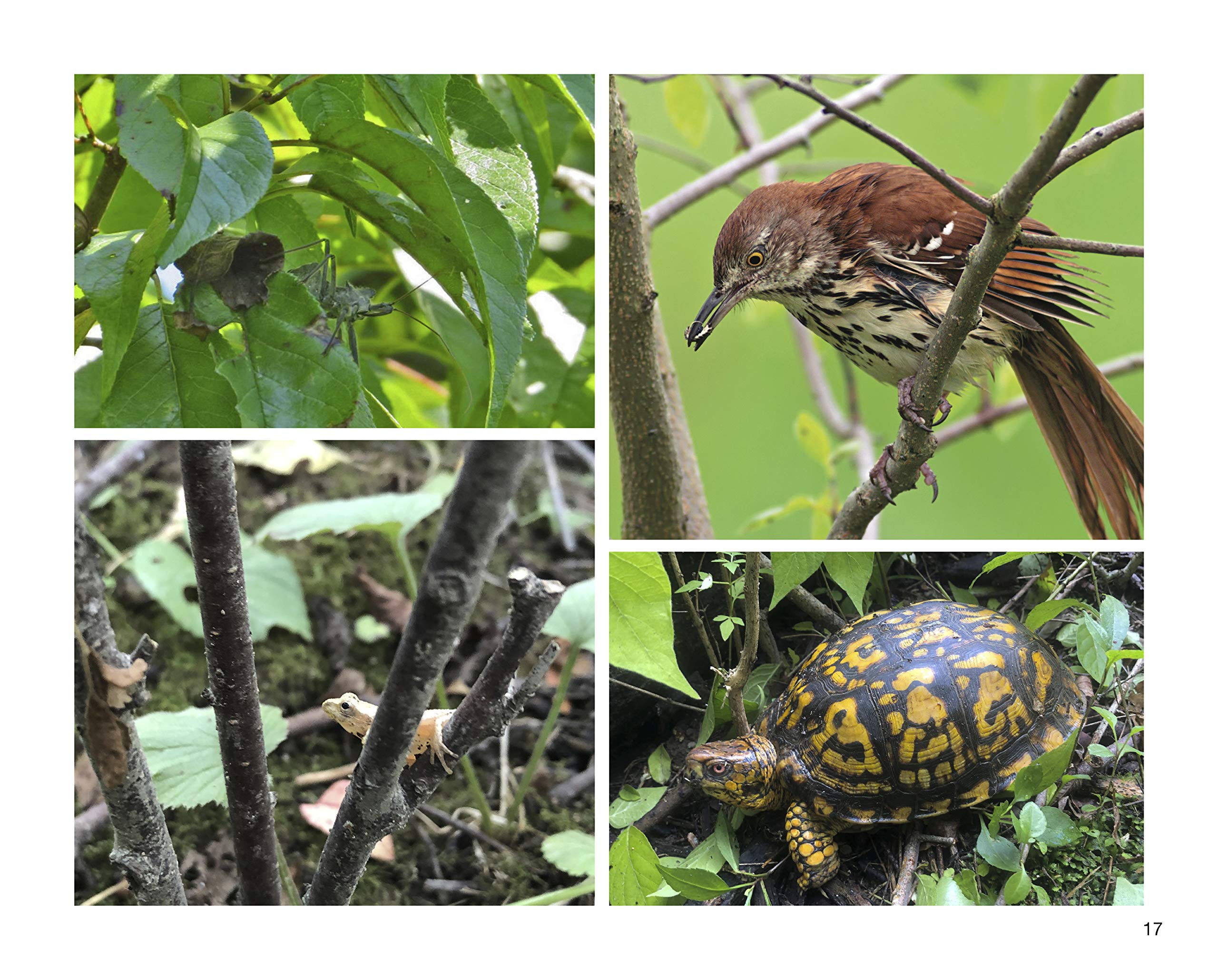 Native Plant Agriculture