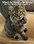 What's the Matter with Henry?: The True Tale of a Three-Legged Cat by Cathy Conheim (2013-02-08)