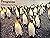 Penguins (Nature's Way)